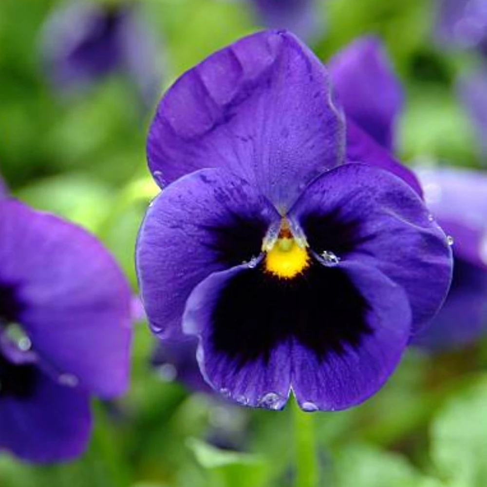 Pansy Seeds - Cold & Draft Resistant, Open-Pollinating - 25 Seeds - Image 3