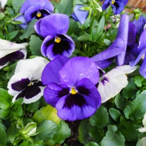 Pansy Seeds - Cold & Draft Resistant, Open-Pollinating - 25 Seeds - Image 4