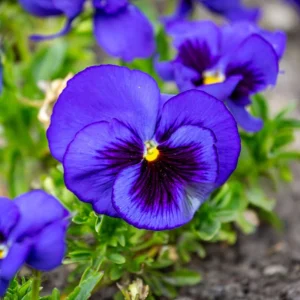Pansy Seeds - Cold & Draft Resistant, Open-Pollinating - 25 Seeds - Image 5