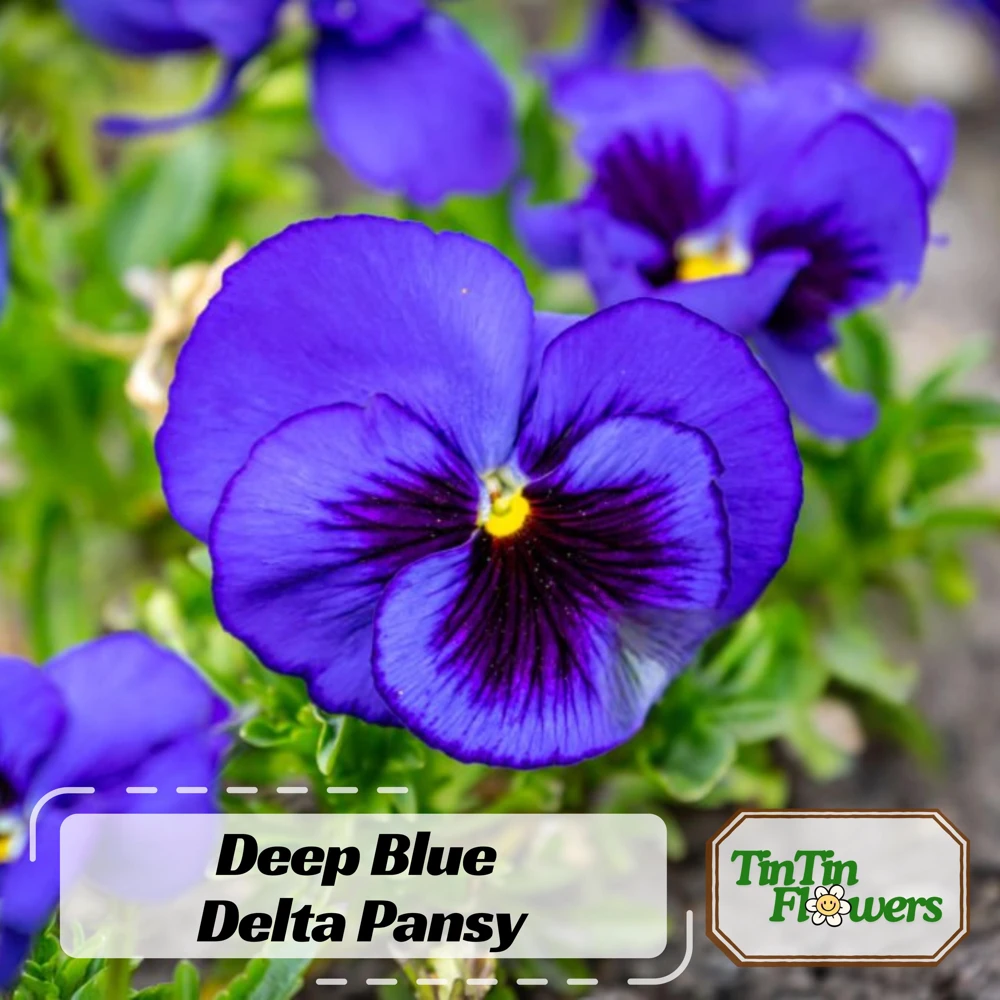 Pansy Seeds - Cold & Draft Resistant, Open-Pollinating - 25 Seeds - Image 1