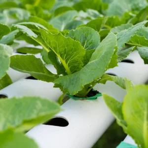 Parris Island Cos Romaine Lettuce Seeds - Heirloom, Non-GMO, 25 Seeds - Image 10
