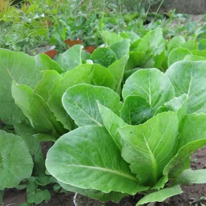 Parris Island Cos Romaine Lettuce Seeds - Heirloom, Non-GMO, 25 Seeds - Image 11