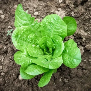 Parris Island Cos Romaine Lettuce Seeds - Heirloom, Non-GMO, 25 Seeds - Image 13
