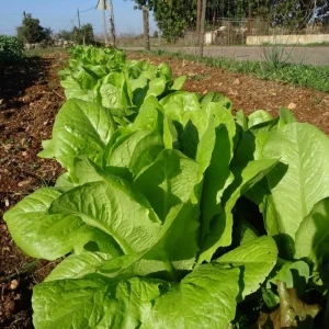 Parris Island Cos Romaine Lettuce Seeds - Heirloom, Non-GMO, 25 Seeds - Image 14
