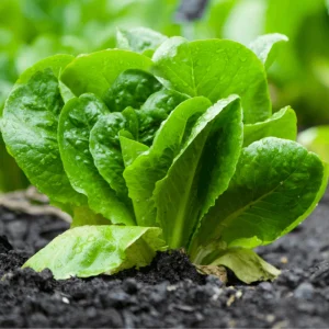 Parris Island Cos Romaine Lettuce Seeds - Heirloom, Non-GMO, 25 Seeds - Image 15