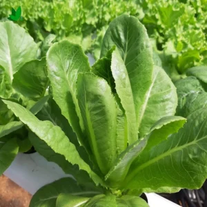 Parris Island Cos Romaine Lettuce Seeds - Heirloom, Non-GMO, 25 Seeds - Image 16