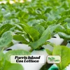 Parris Island Cos Romaine Lettuce Seeds - Heirloom, Non-GMO, 25 Seeds - Image 1