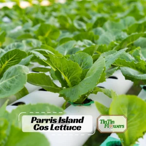 Parris Island Cos Romaine Lettuce Seeds - Heirloom, Non-GMO, 25 Seeds - Image 1