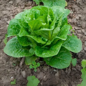 Parris Island Cos Romaine Lettuce Seeds - Heirloom, Non-GMO, 25 Seeds - Image 2