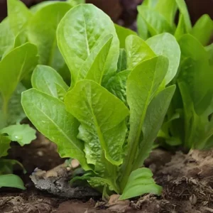 Parris Island Cos Romaine Lettuce Seeds - Heirloom, Non-GMO, 25 Seeds - Image 3