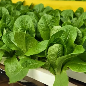 Parris Island Cos Romaine Lettuce Seeds - Heirloom, Non-GMO, 25 Seeds - Image 4