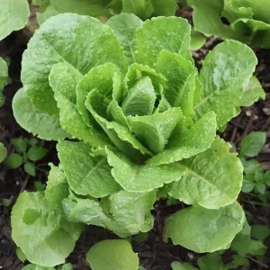Parris Island Cos Romaine Lettuce Seeds - Heirloom, Non-GMO, 25 Seeds - Image 5