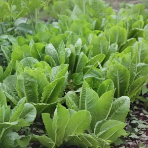 Parris Island Cos Romaine Lettuce Seeds - Heirloom, Non-GMO, 25 Seeds - Image 6