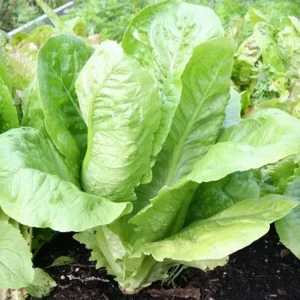Parris Island Cos Romaine Lettuce Seeds - Heirloom, Non-GMO, 25 Seeds - Image 7