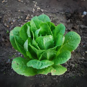 Parris Island Cos Romaine Lettuce Seeds - Heirloom, Non-GMO, 25 Seeds - Image 8
