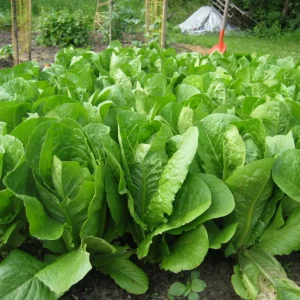 Parris Island Cos Romaine Lettuce Seeds - Heirloom, Non-GMO, 25 Seeds - Image 9