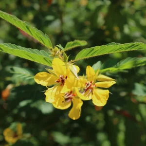 Partridge Pea Seeds - Native Yellow Wildflower - 30 Seeds - Chamaecrista Fasciculata - Image 10