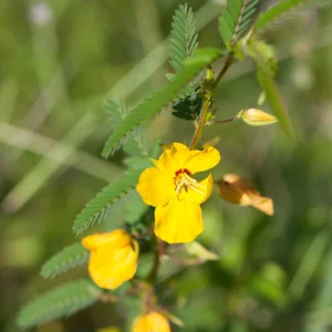 Partridge Pea Seeds - Native Yellow Wildflower - 30 Seeds - Chamaecrista Fasciculata - Image 11