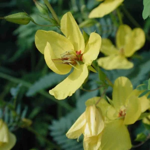 Partridge Pea Seeds - Native Yellow Wildflower - 30 Seeds - Chamaecrista Fasciculata - Image 12