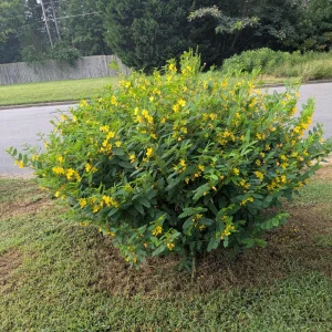 Partridge Pea Seeds - Native Yellow Wildflower - 30 Seeds - Chamaecrista Fasciculata - Image 13