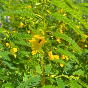 Partridge Pea Seeds - Native Yellow Wildflower - 30 Seeds - Chamaecrista Fasciculata - Image 14