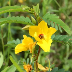 Partridge Pea Seeds - Native Yellow Wildflower - 30 Seeds - Chamaecrista Fasciculata - Image 15