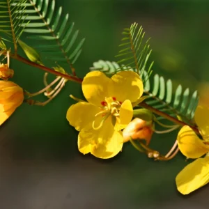 Partridge Pea Seeds - Native Yellow Wildflower - 30 Seeds - Chamaecrista Fasciculata - Image 2