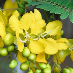 Partridge Pea Seeds - Native Yellow Wildflower - 30 Seeds - Chamaecrista Fasciculata - Image 3