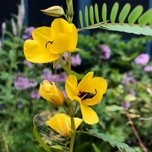 Partridge Pea Seeds - Native Yellow Wildflower - 30 Seeds - Chamaecrista Fasciculata - Image 4