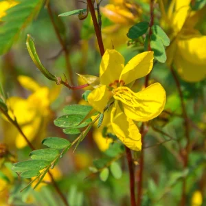 Partridge Pea Seeds - Native Yellow Wildflower - 30 Seeds - Chamaecrista Fasciculata - Image 5