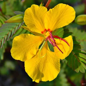 Partridge Pea Seeds - Native Yellow Wildflower - 30 Seeds - Chamaecrista Fasciculata - Image 6