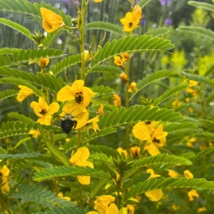Partridge Pea Seeds - Native Yellow Wildflower - 30 Seeds - Chamaecrista Fasciculata - Image 7