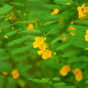 Partridge Pea Seeds - Native Yellow Wildflower - 30 Seeds - Chamaecrista Fasciculata - Image 8