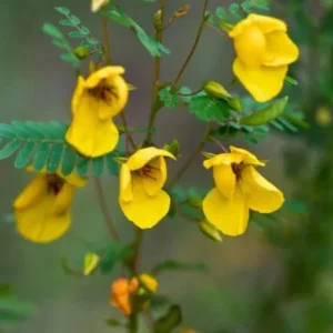 Partridge Pea Seeds - Native Yellow Wildflower - 30 Seeds - Chamaecrista Fasciculata - Image 9