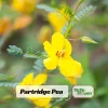 Partridge Pea Seeds - Native Yellow Wildflower - 30 Seeds - Chamaecrista Fasciculata - Image 1