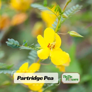 Partridge Pea Seeds - Native Yellow Wildflower - 30 Seeds - Chamaecrista Fasciculata - Image 1