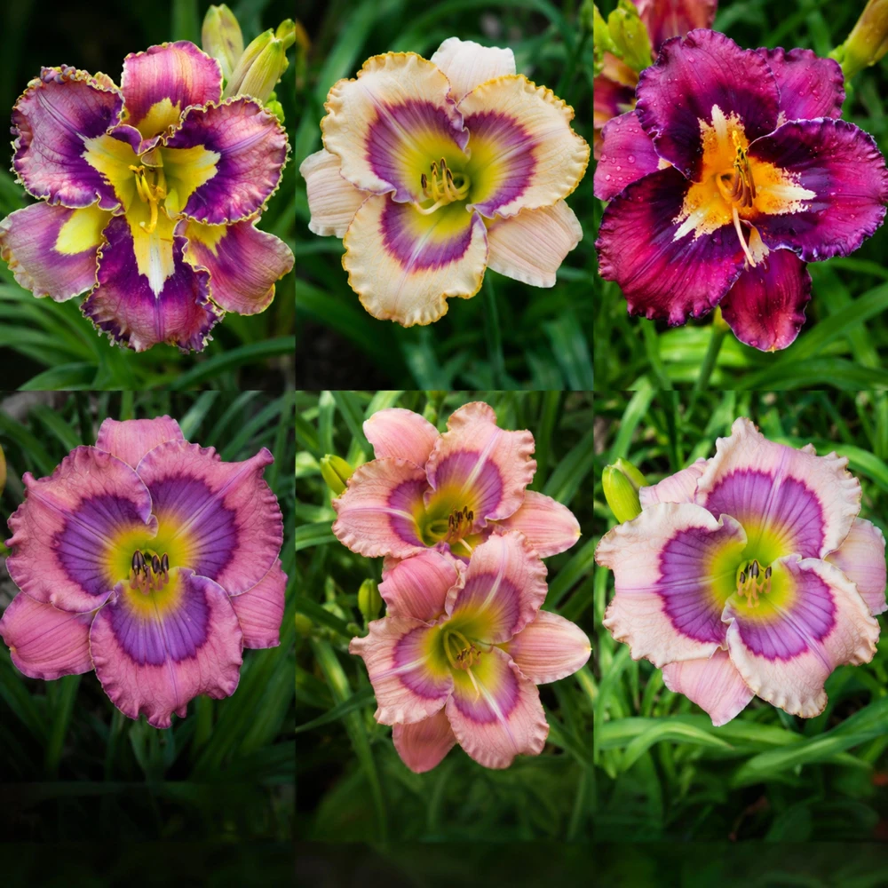 Patterned Daylily Mix Seeds - Hemerocallis hybrida - 20 Seeds - Easy Grow Perennial Flower - Image 11