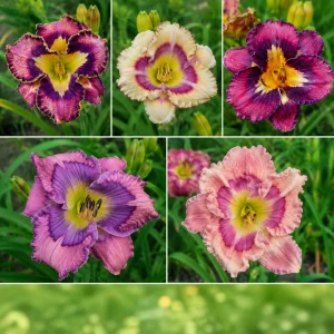 Patterned Daylily Mix Seeds - Hemerocallis hybrida - 20 Seeds - Easy Grow Perennial Flower - Image 3