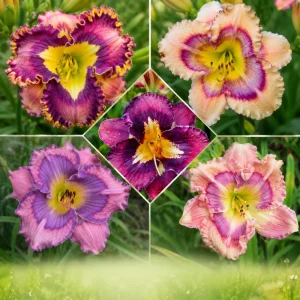 Patterned Daylily Mix Seeds - Hemerocallis hybrida - 20 Seeds - Easy Grow Perennial Flower - Image 4