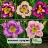 Patterned Daylily Mix Seeds - Hemerocallis hybrida - 20 Seeds - Easy Grow Perennial Flower - Image 1