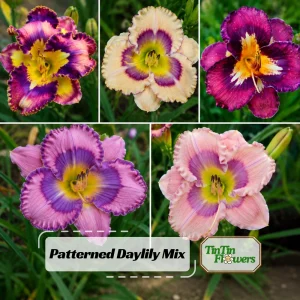 Patterned Daylily Mix Seeds - Hemerocallis hybrida - 20 Seeds - Easy Grow Perennial Flower - Image 1