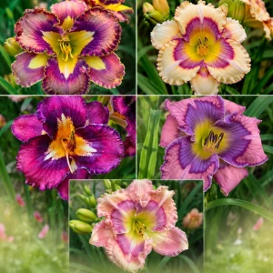 Patterned Daylily Mix Seeds - Hemerocallis hybrida - 20 Seeds - Easy Grow Perennial Flower - Image 6