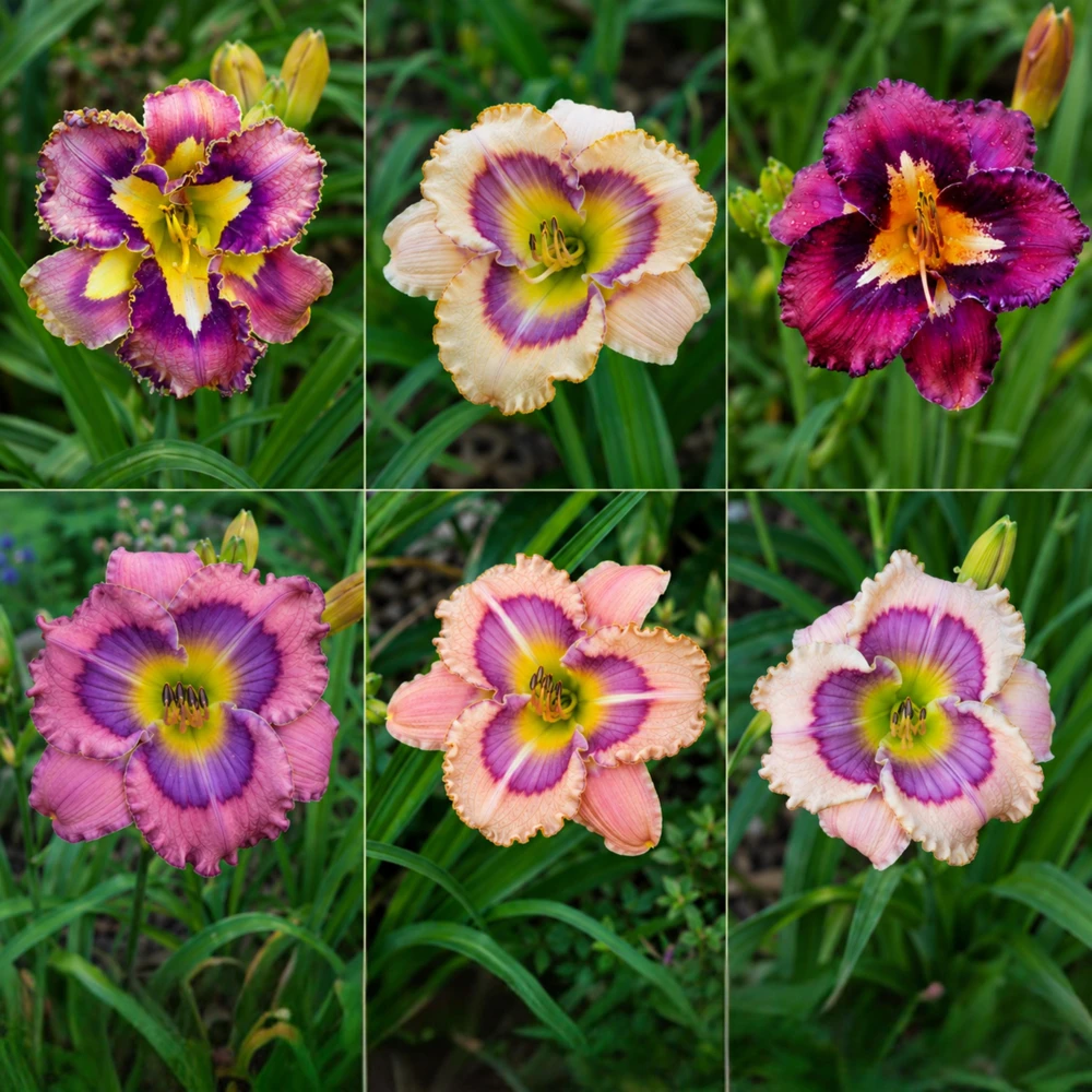 Patterned Daylily Mix Seeds - Hemerocallis hybrida - 20 Seeds - Easy Grow Perennial Flower - Image 8