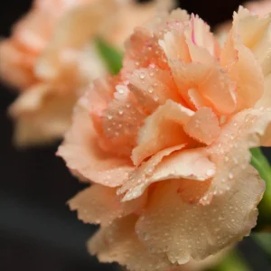 Peach Carnation Dianthus Seeds - 30 Seed Pack - Cold & Drought Resistant - Image 10
