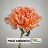 Peach Carnation Dianthus Seeds - 30 Seed Pack - Cold & Drought Resistant - Image 1
