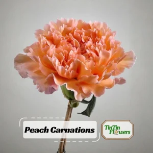 Peach Carnation Dianthus Seeds - 30 Seed Pack - Cold & Drought Resistant - Image 1