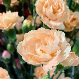Peach Carnation Dianthus Seeds - 30 Seed Pack - Cold & Drought Resistant - Image 11