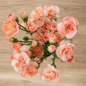Peach Carnation Dianthus Seeds - 30 Seed Pack - Cold & Drought Resistant - Image 12