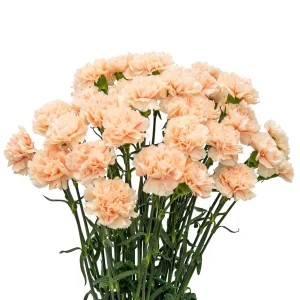 Peach Carnation Dianthus Seeds - 30 Seed Pack - Cold & Drought Resistant - Image 13