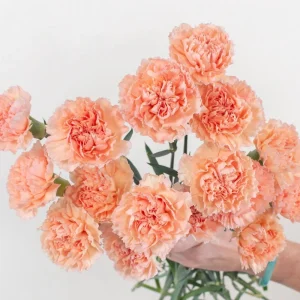 Peach Carnation Dianthus Seeds - 30 Seed Pack - Cold & Drought Resistant - Image 2